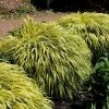 Hakonechloa Macra Alboaurea | 2 Litre Pot -Plants outlet store PL00002890 5a1d