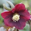 Helleborus × Hybridus Harvington Red | 2L Pot -Plants outlet store PL00003079 4d35
