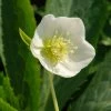Helleborus × Hybridus Harvington White | 2L Pot -Plants outlet store PL00003080 a370