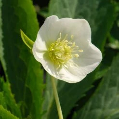 Helleborus × Hybridus Harvington White | 2L Pot