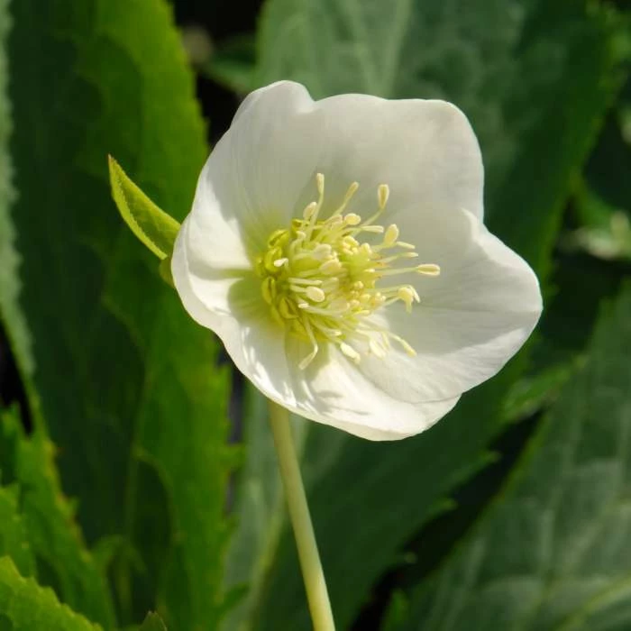 Helleborus × Hybridus Harvington White | 2L Pot 3 Helleborus × Hybridus Harvington White | 2L Pot