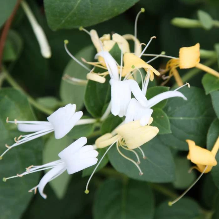 Lonicera Japonica Halls Prolific | 3L Pot 3 Lonicera Japonica Halls Prolific | 3L Pot