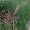 Miscanthus Sinensis Ferner Osten | 2L Pot 1 Miscanthus Sinensis Ferner Osten | 2L Pot -Plants outlet store PL00003939 8986