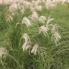 Miscanthus Sinensis Gracillimus | 2L Pot -Plants outlet store PL00003946 0237