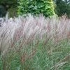 Miscanthus Sinensis Kleine Silberspinne | 2L Pot 1 Miscanthus Sinensis Kleine Silberspinne | 2L Pot -Plants outlet store PL00003950 5b62
