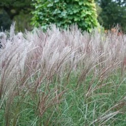 Miscanthus Sinensis Kleine Silberspinne | 2L Pot
