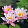 Nymphaea Marliacea Carnea | 1L Aquatic Pot 2 Nymphaea Marliacea Carnea | 1L Aquatic Pot -Plants outlet store PL00004060 5657
