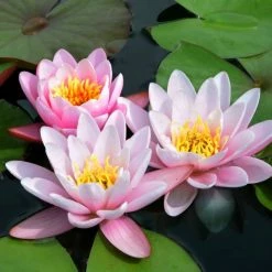 Nymphaea Marliacea Carnea | 1L Aquatic Pot