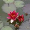Nymphaea Pygmaea Rubra | 1 Litre Aquatic Pot -Plants outlet store PL00004077 f570