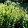 Osmunda Regalis | 2 Litre Pot 1 Osmunda Regalis | 2 Litre Pot -Plants outlet store PL00004133 0efa
