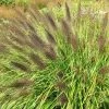 Pennisetum Alopecuroides F. Viridescens | 2L Pot -Plants outlet store PL00004306 d658