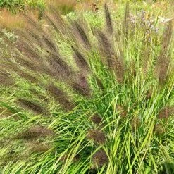 Pennisetum Alopecuroides F. Viridescens | 2L Pot