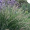 Pennisetum Alopecuroides Hameln | 2L Pot