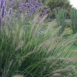 Pennisetum Alopecuroides Hameln | 2L Pot