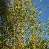 Phyllostachys Aurea | 5L Pot -Plants outlet store PL00004486 b355