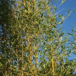 Phyllostachys Aurea | 5L Pot