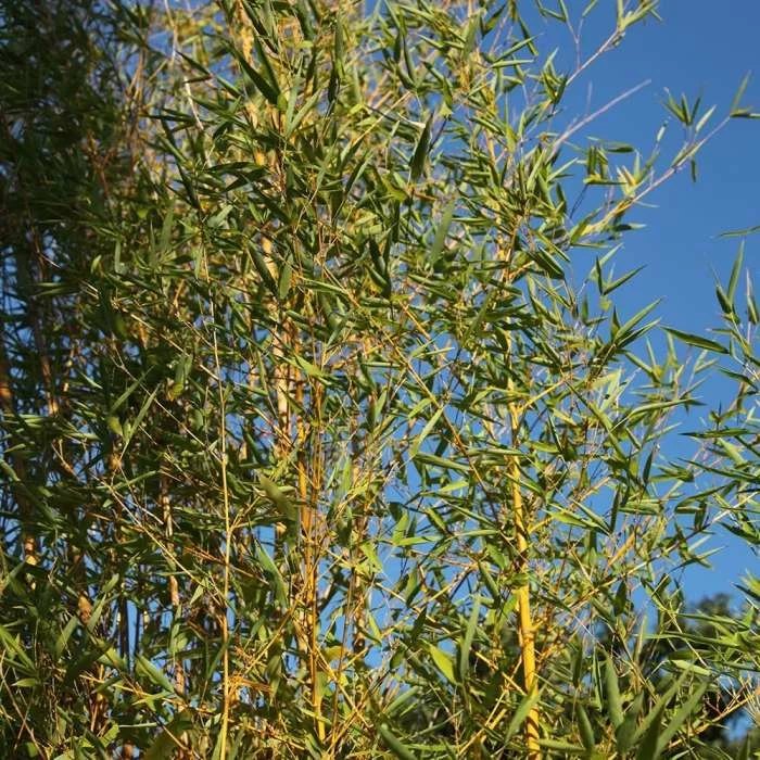 Phyllostachys Aurea | 5L Pot 3 Phyllostachys Aurea | 5L Pot