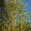 Phyllostachys Aurea | 2L Pot 1 Phyllostachys Aurea | 2L Pot -Plants outlet store PL00004489 4cac