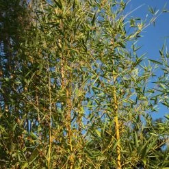 Phyllostachys Aurea | 2L Pot