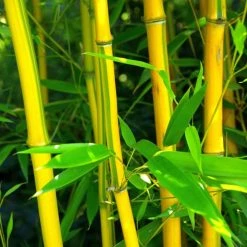 Phyllostachys Aureosulcata F. Spectabilis | 5L Pot