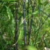 Phyllostachys Nigra | 5L Pot -Plants outlet store PL00004527 422b