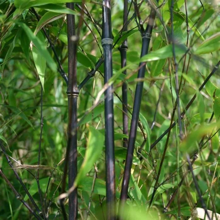 Phyllostachys Nigra | 5L Pot 3 Phyllostachys Nigra | 5L Pot