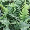 Polypodium Vulgare | 2L Pot