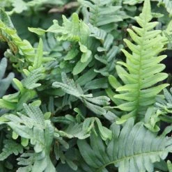 Polypodium Vulgare | 2L Pot