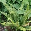 Polystichum Aculeatum | 2L Pot -Plants outlet store PL00004751 c0f6