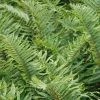 Polystichum Munitum | 2L Pot