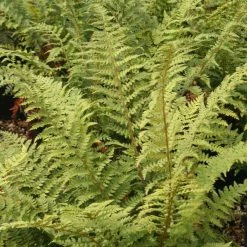 Polystichum Setiferum | 2L Pot