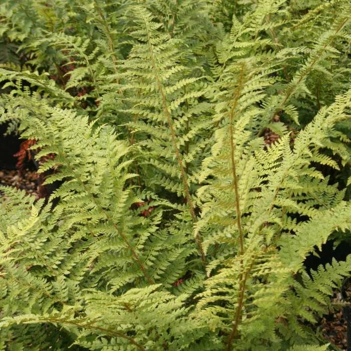 Polystichum Setiferum | 2L Pot 3 Polystichum Setiferum | 2L Pot