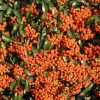 Pyracantha Saphyr Orange ('Cadange') | 2L Pot -Plants outlet store PL00004886 4933