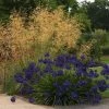Stipa Gigantea | 2L Pot -Plants outlet store PL00006289 ecbe