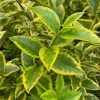 Ligustrum Ovalifolium Aureum | 25 Plants 1 Ligustrum Ovalifolium Aureum | 25 Plants -Plants outlet store PL00080136 1322