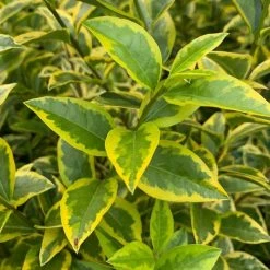 Ligustrum Ovalifolium Aureum | 25 Plants