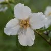 Philadelphus Belle Étoile | 2L Pot -Plants outlet store PL00080316 734c