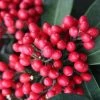 Skimmia Japonica Subsp. Reevesiana | 1.5L Pot 2 Skimmia Japonica Subsp. Reevesiana | 1.5L Pot -Plants outlet store PL00080661 2754