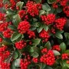 Skimmia Japonica Temptation (PBR) | 5L Pot 2 Skimmia Japonica Temptation (PBR) | 5L Pot -Plants outlet store PL00080665 fe28