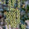 Stachyurus Chinensis Celina | 2L Pot 2 Stachyurus Chinensis Celina | 2L Pot -Plants outlet store PL00080699 6bde