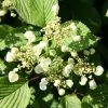 Viburnum Plicatum F. Tomentosum Mariesii | 3L Pot -Plants outlet store PL00080788 7205