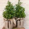 Laurus Nobilis | 20cm Pot 1 Laurus Nobilis | 20cm Pot -Plants outlet store PL020000922 7534