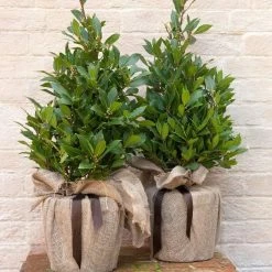 Laurus Nobilis | 20cm Pot