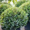 Laurus Nobilis | 22cm Pot 35cm Ball -Plants outlet store PL020000926 0acb