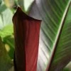 Ensete Ventricosum Maurelii | 2L Pot -Plants outlet store PL020001276 114e