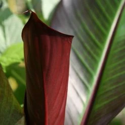 Ensete Ventricosum Maurelii | 2L Pot