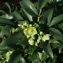 Helleborus Argutifolius | 2L Pot