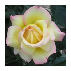 Peace' Bush Rose - 4L Pot -Plants outlet store PL11046 add image 1 9c72