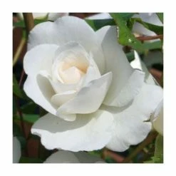 'Iceberg' Bush Rose - 4L Pot 8 'Iceberg' Bush Rose - 4L Pot -Plants outlet store PL11071 add image 2 4abe