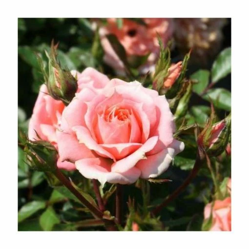 Flower Power' Patio Rose - 4L Pot -Plants outlet store PL11127 main image 7d71